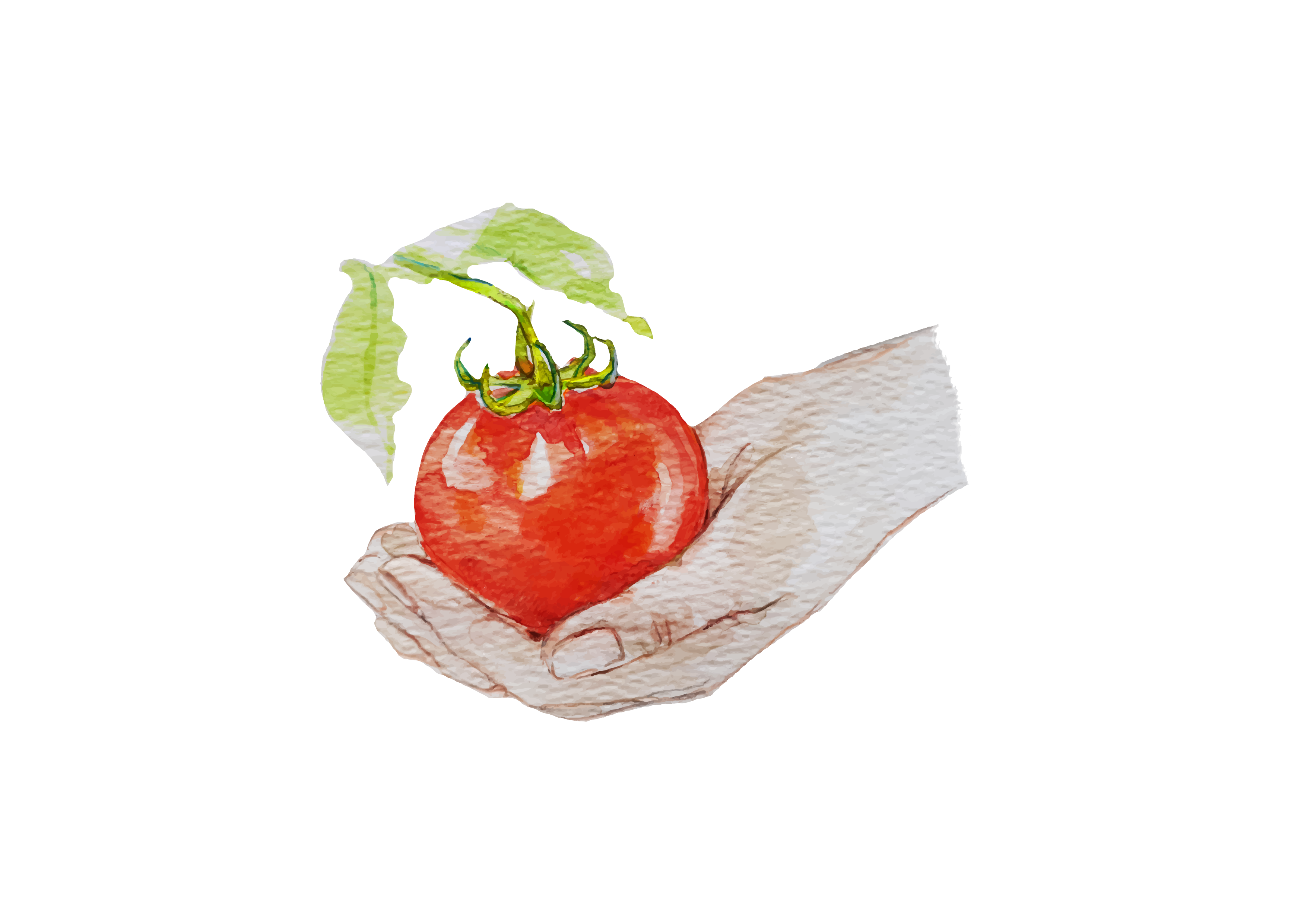 img/05_la maturazione.png