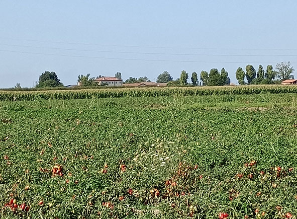 Campo agricolo con piante di pomodori lunghi d’Emilia maturi.