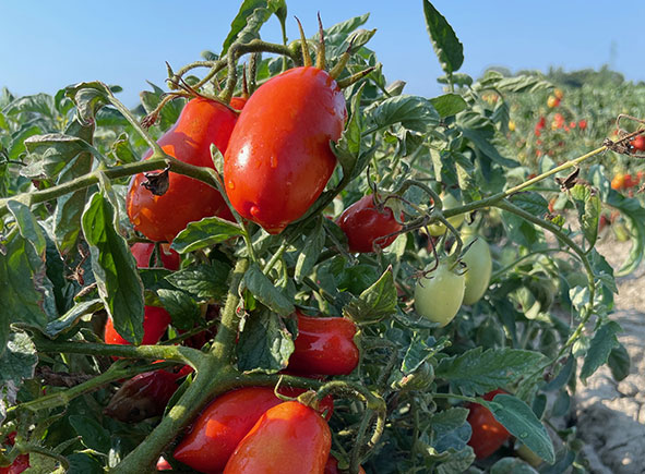 Pomodori lunghi d’Emilia maturi e rossi sulla pianta nel campo.