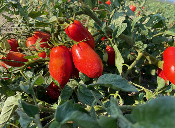 Pomodori lunghi d’Emilia maturi sulla pianta nel campo.