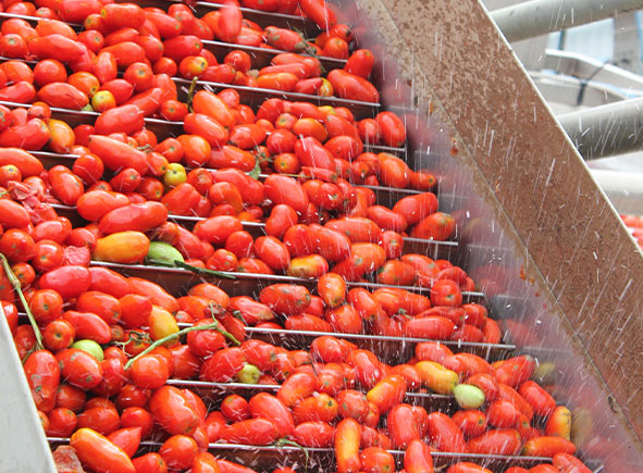 Pomodori lunghi d’Emilia lavati su nastro trasportatore in stabilimento.