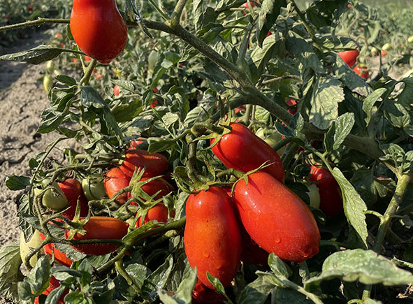 Coltivazione di pomodori lunghi d’Emilia maturi su pianta.