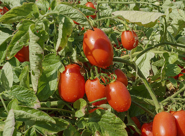 Pomodori lunghi d’Emilia rossi e maturi tra le foglie della pianta.