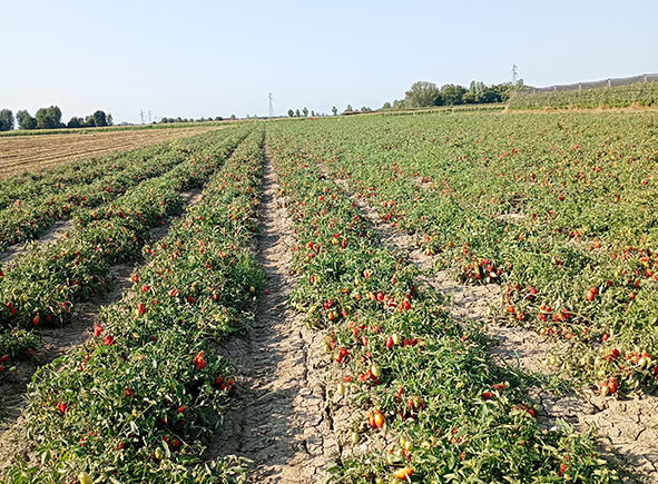 Campo coltivato a pomodori lunghi d’Emilia pronto per la raccolta.