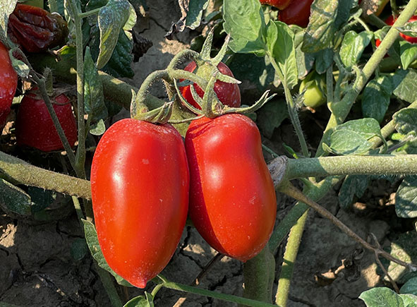 Pomodori lunghi d’Emilia maturi su pianta nel campo agricolo.